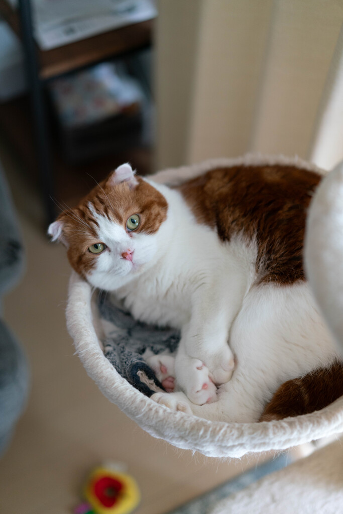 愛猫