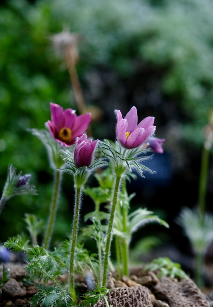 温室の花たち　③