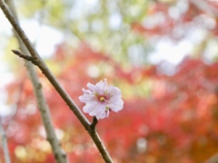 十月桜と紅葉