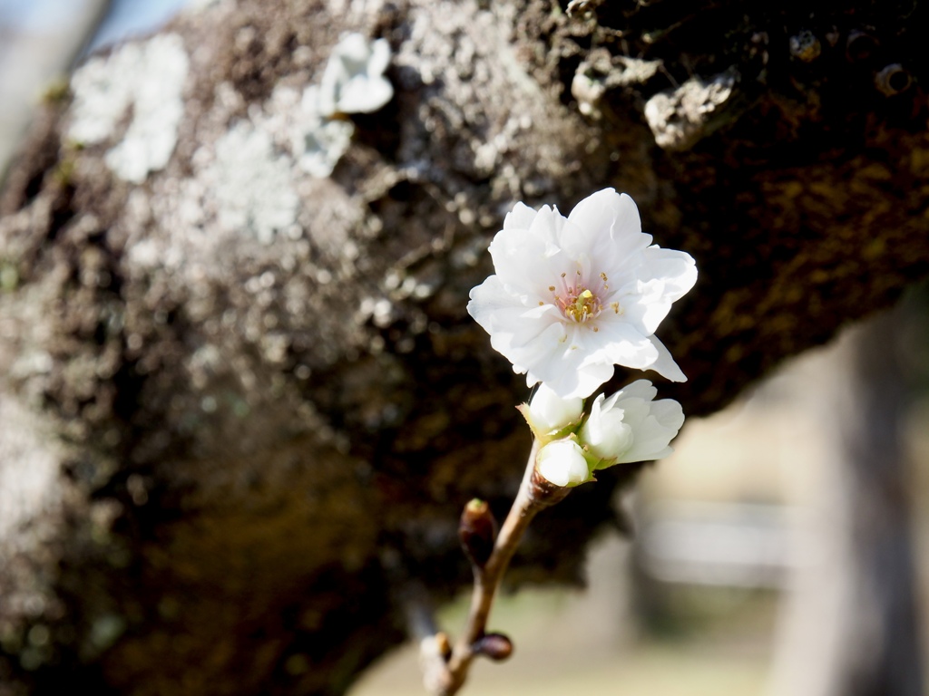 十月桜