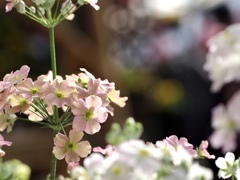 桜草　②