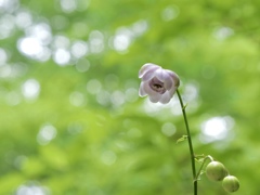 夏の妖精