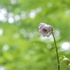 夏の妖精