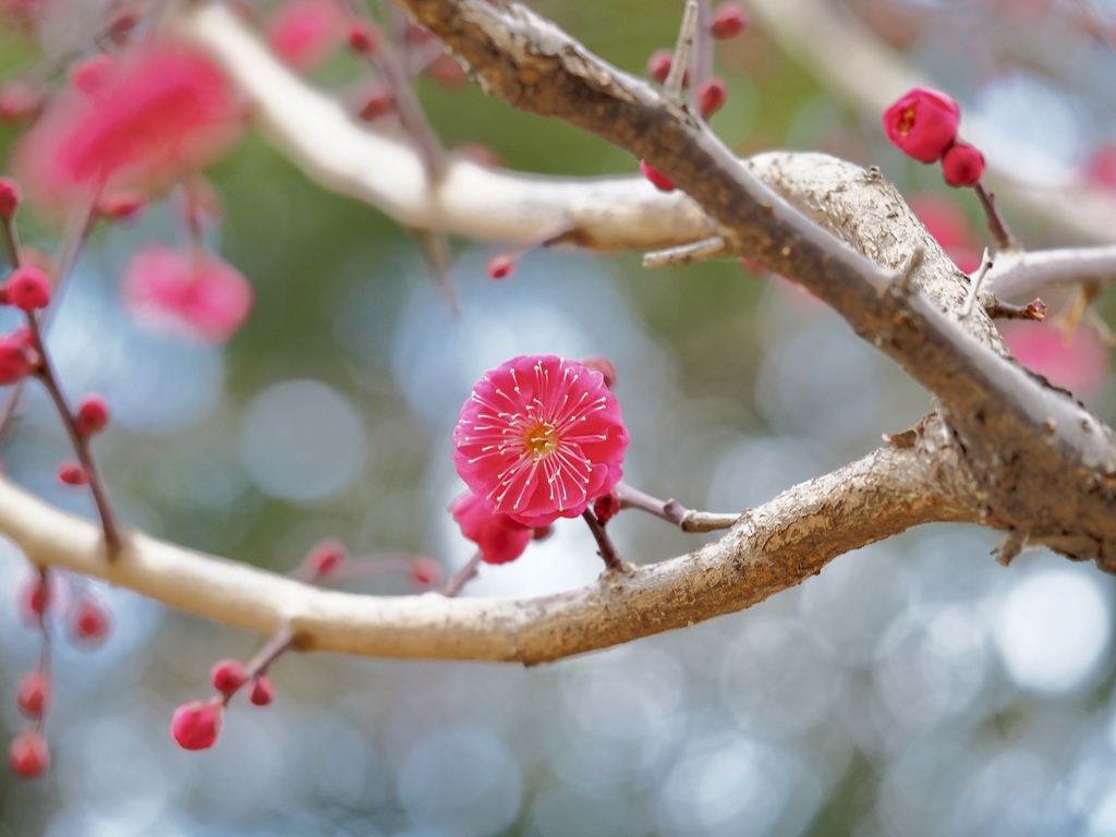 紅梅　②