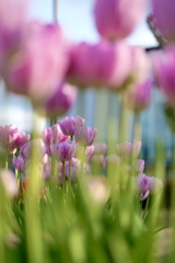 春の花　～チューリップ