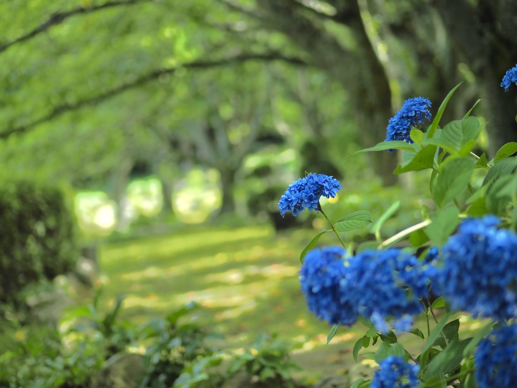 青い紫陽花