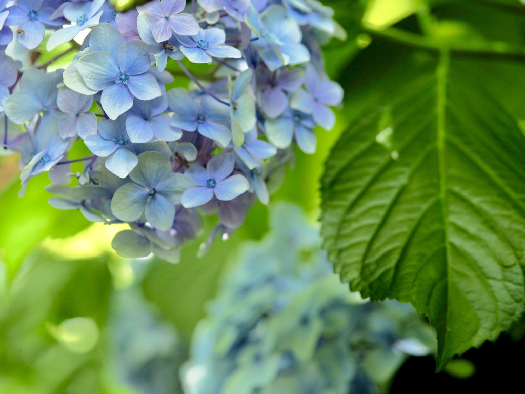 久安寺の紫陽花