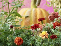 そろそろハロウィンですね