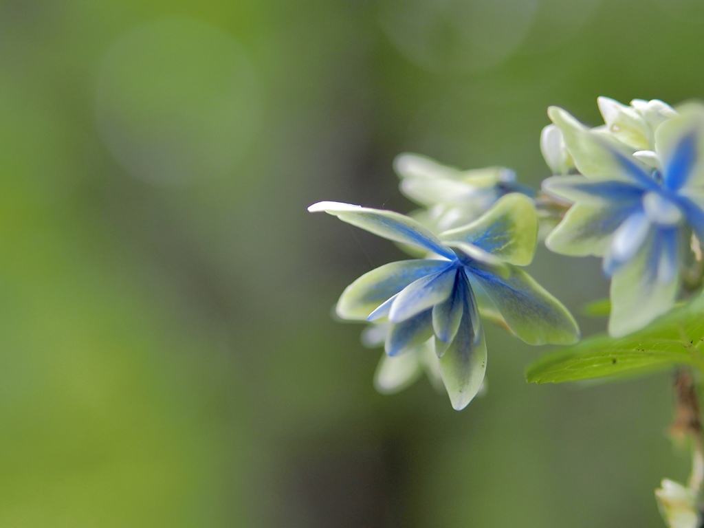 紫陽花