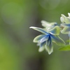 紫陽花