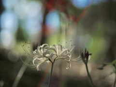 白の曼珠沙華
