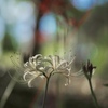 白の曼珠沙華