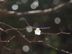 春の光