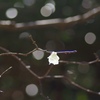 春の光