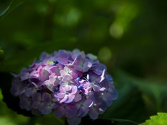 涼しげな紫陽花