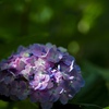 涼しげな紫陽花