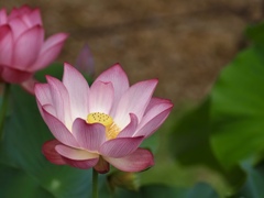 蓮の花