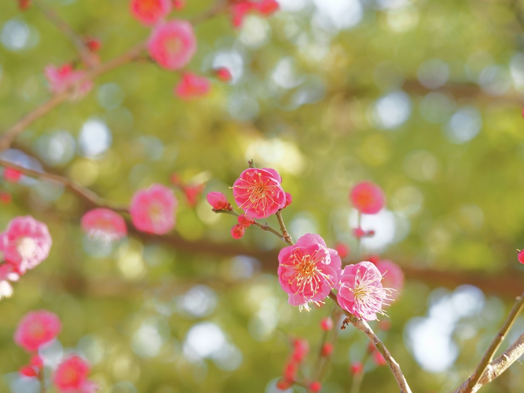 華やかに
