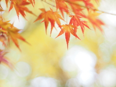 紅葉
