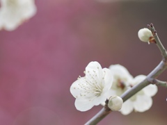 白梅　②