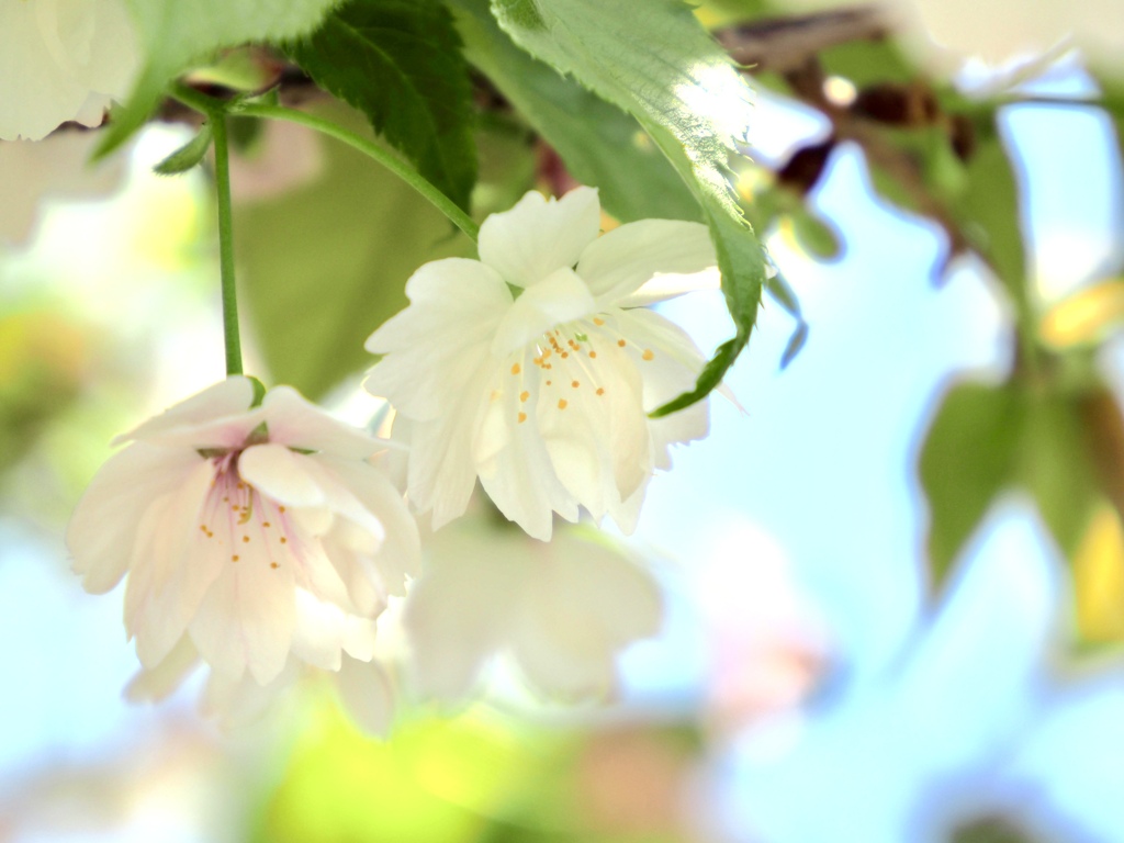 養老桜