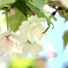 養老桜