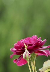 光に透けて 光に透けて