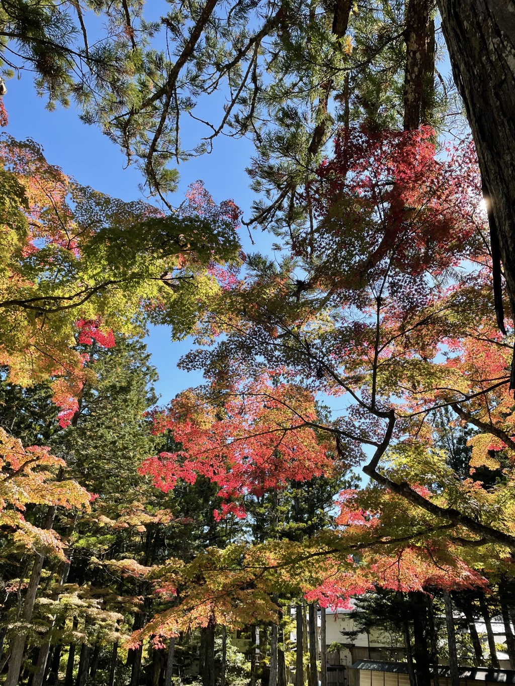 高野山