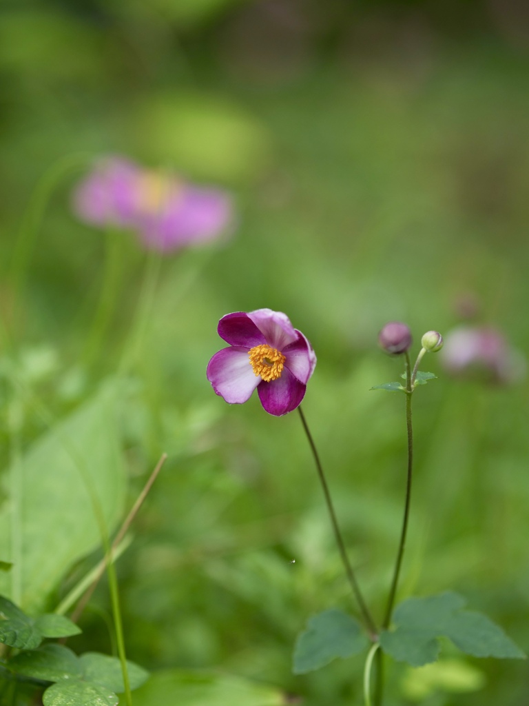 秋明菊