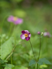 秋明菊