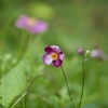 秋明菊