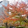 桜の葉も紅葉