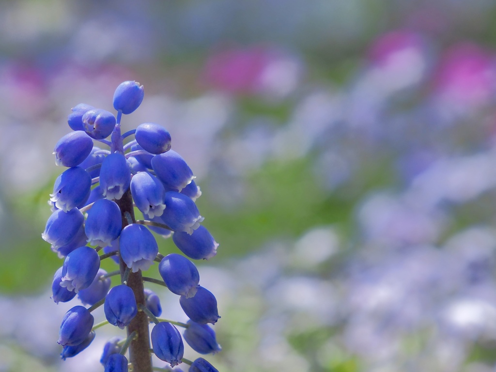 紫の花　ムスカリ