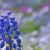 紫の花　ムスカリ