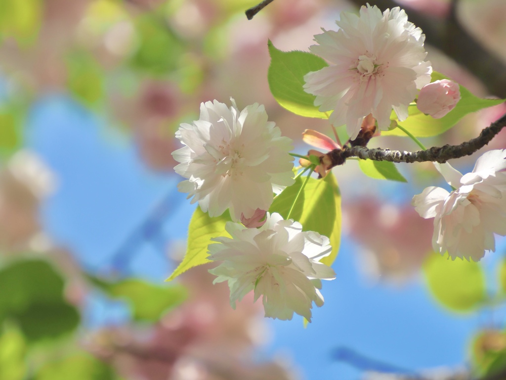 鎌足桜