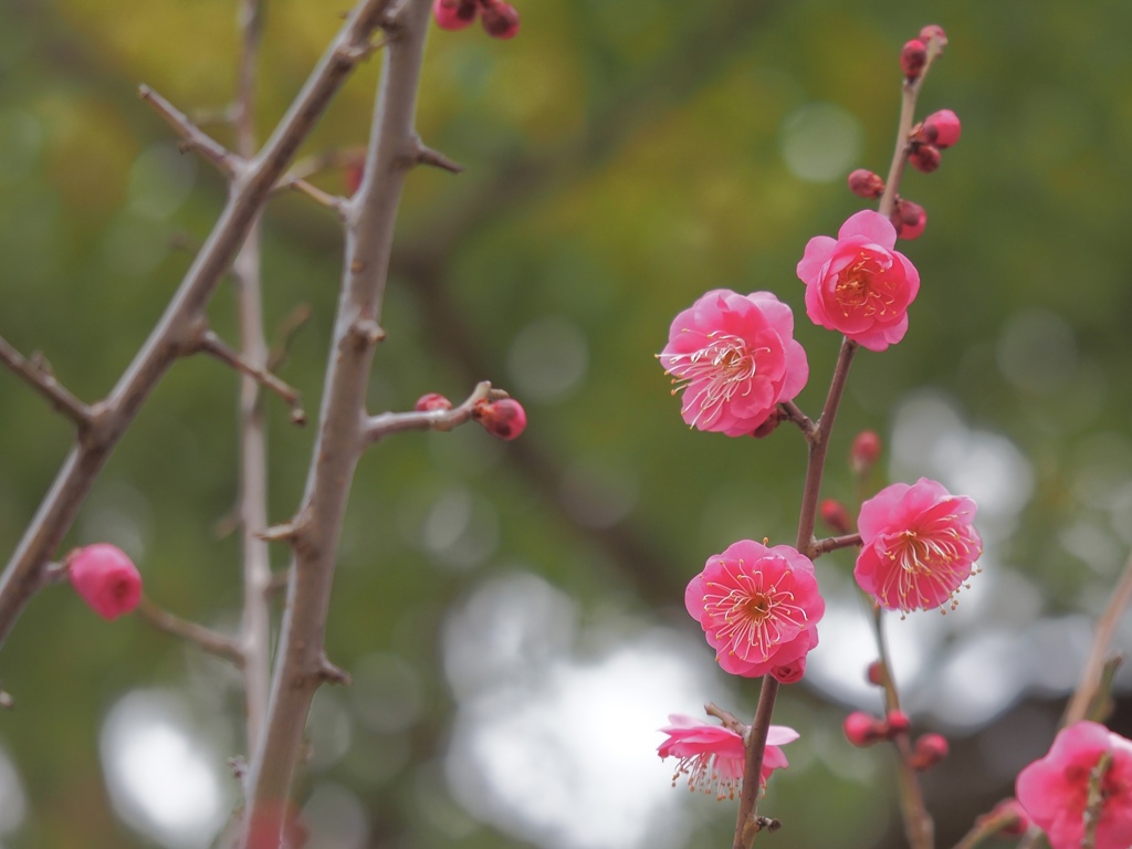 紅梅　③