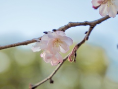 冬桜　Ⅳ