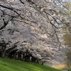 背割の桜　②