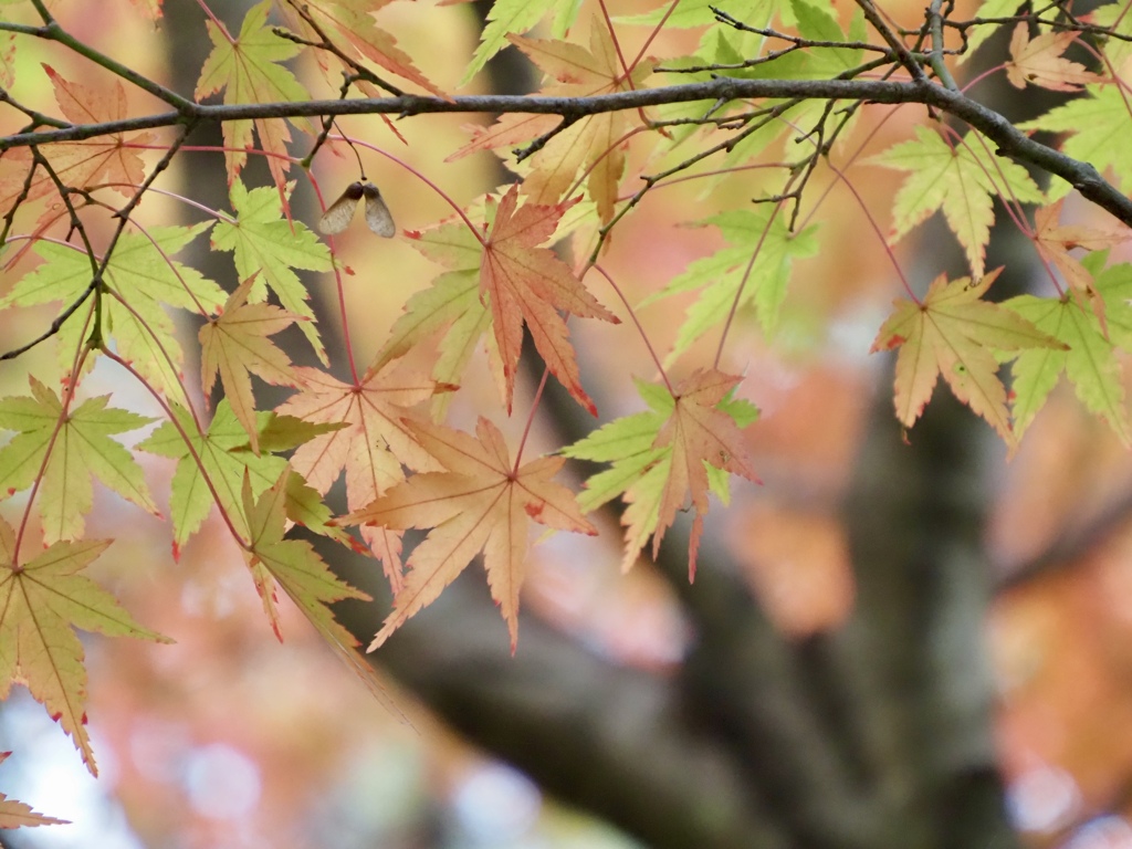 紅葉