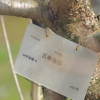 三春滝桜　おまけ