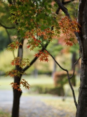 藤田邸のイロハモミジ