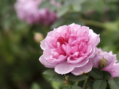 芍薬のようなバラ