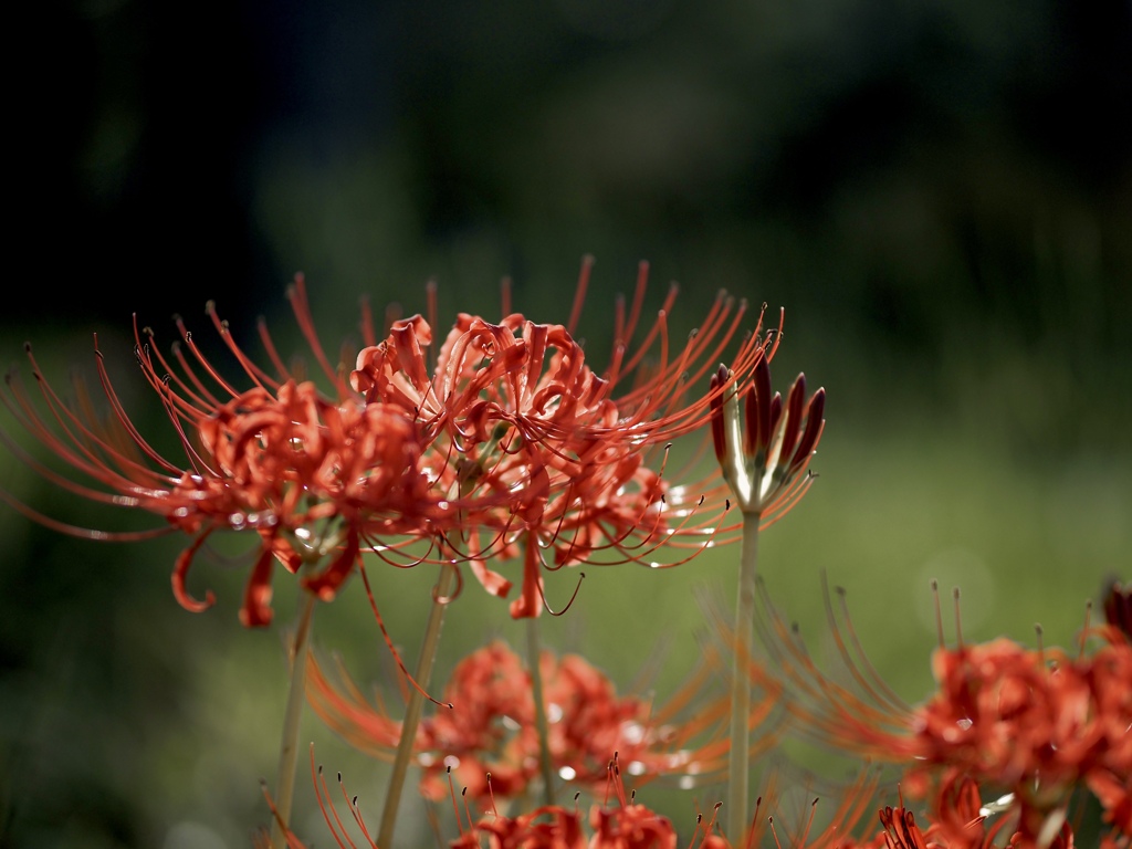 赤の曼珠沙華