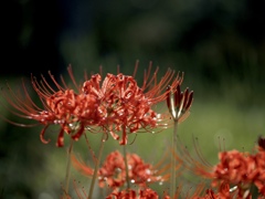 赤の曼珠沙華