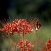 赤の曼珠沙華