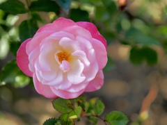 桜霞