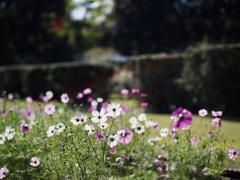 秋の光はまぶしくて　秋桜