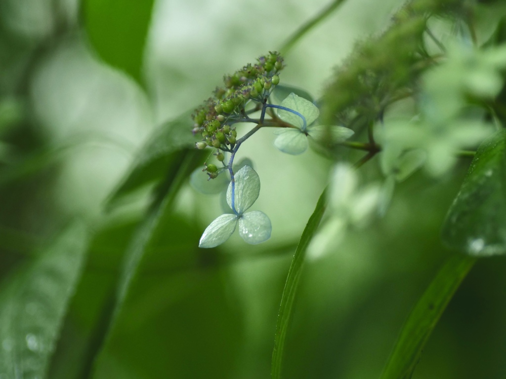 霧の中の紫陽花　③