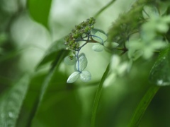 霧の中の紫陽花　③