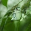 霧の中の紫陽花　③